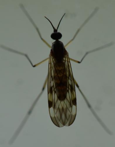 Sylvicola sp.